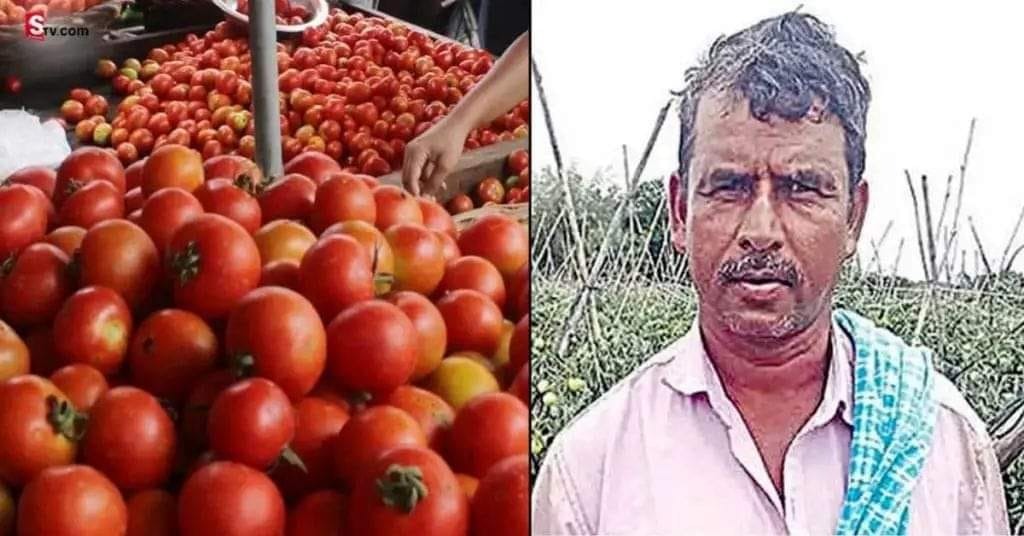 Tomato | సాఫ్ట్వేర్ ఉద్యోగులను మించి ఆదాయం.. ఏపీ టమాటా రైతుకు నెల రోజుల్లో రూ.3 కోట్లు Tomato | సాఫ్ట్వేర్ ఉద్యోగులను మించి ఆదాయం.. ఏపీ టమాటా రైతుకు నెల రోజుల్లో రూ.3 కోట్లు