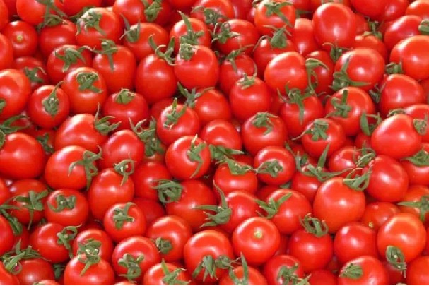 Tomato Price | మదనపల్లె మార్కెట్లో.. బెంబేలెత్తిస్తున్న టామాటా Tomato Price | మదనపల్లె మార్కెట్లో.. బెంబేలెత్తిస్తున్న టామాటా