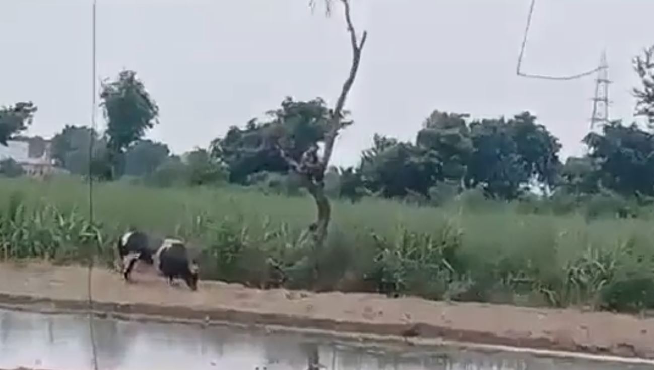 Bull | వ్యక్తిని వెంటాడిన ఎద్దు.. రెండు గంటలు చెట్టుపైనే! Bull | వ్యక్తిని వెంటాడిన ఎద్దు.. రెండు గంటలు చెట్టుపైనే!