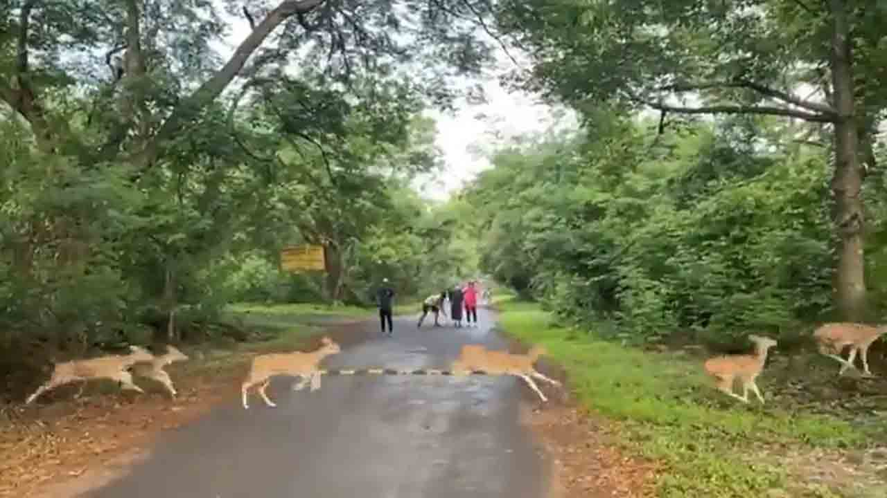 Viral Video | మార్నింగ్ వాకర్స్ను కనువిందు చేసిన జింకల గుంపు Viral Video | మార్నింగ్ వాకర్స్ను కనువిందు చేసిన జింకల గుంపు