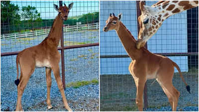 Spotless Giraffe | అత్యంత అరుదైన ఘటన.. ప్రపంచంలోనే మొట్ట మొదటి మచ్చల్లేని జిరాఫీ జననం Spotless Giraffe | అత్యంత అరుదైన ఘటన.. ప్రపంచంలోనే మొట్ట మొదటి మచ్చల్లేని జిరాఫీ జననం
