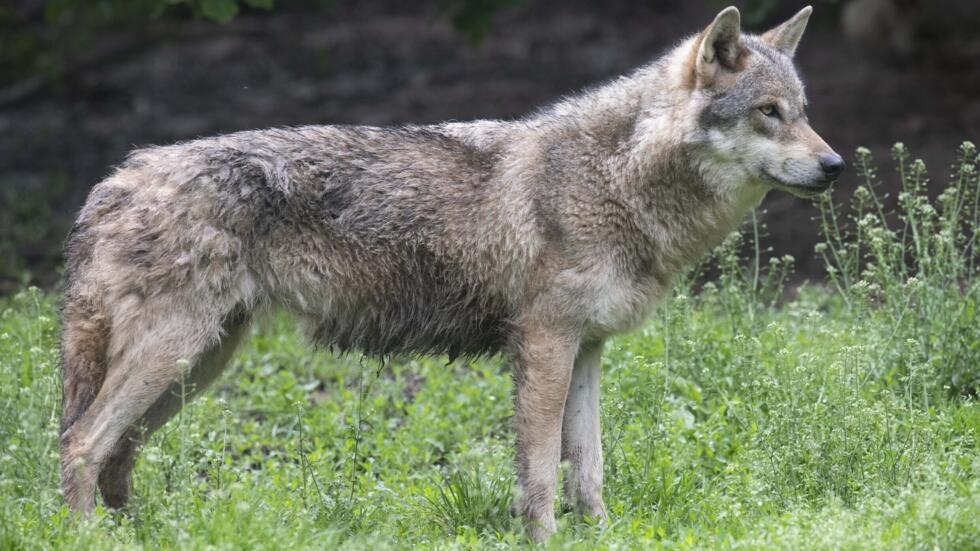 Isle Royale | నాశనమైన అడవిని.. పునఃనిర్మించిన ఒంటరి తోడేలు.. Isle Royale | నాశనమైన అడవిని.. పునఃనిర్మించిన ఒంటరి తోడేలు..