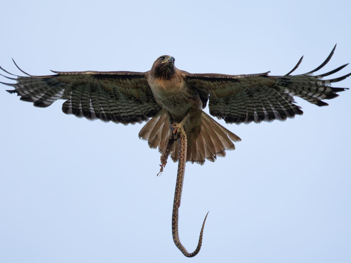Hawk And Snake | చేతిని చుట్టుకున్న పాము, పాము కోసం వచ్చిన డేగ.. తర్వాత ఏమైందంటే..? Hawk And Snake | చేతిని చుట్టుకున్న పాము, పాము కోసం వచ్చిన డేగ.. తర్వాత ఏమైందంటే..?