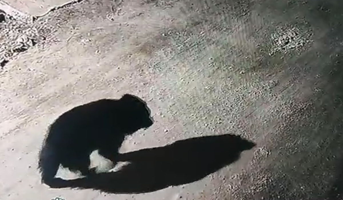 Bear | కరీంనగర్లో ఎలుగుబంటి కలకలం Bear | కరీంనగర్లో ఎలుగుబంటి కలకలం