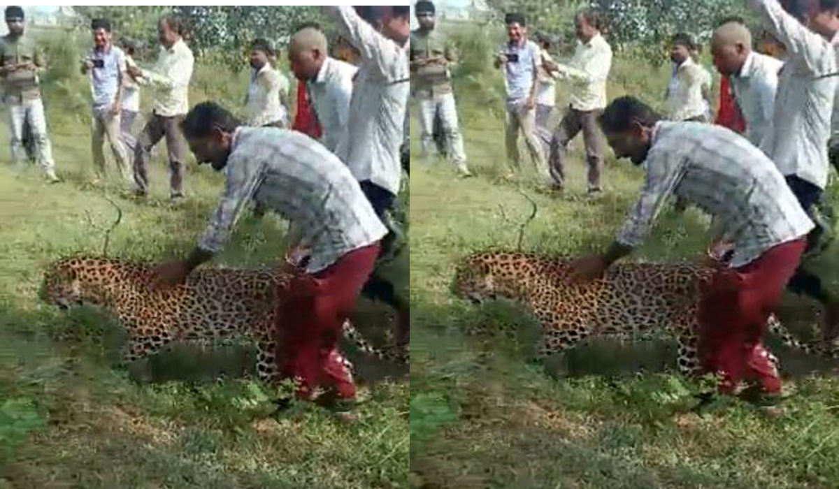 Madhya Pradesh | గాయపడ్డ చిరుతతో గ్రామస్థుల ఆటలు.. సెల్ఫీలు దిగుతూ హింసించారు.. Madhya Pradesh | గాయపడ్డ చిరుతతో గ్రామస్థుల ఆటలు.. సెల్ఫీలు దిగుతూ హింసించారు..