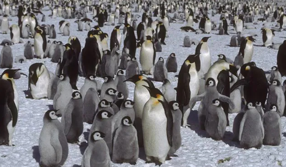 Penguins | అంటార్కిటికాలో మంచు ఫలకాల కొరత.. వేల పెంగ్విన్లు మృత్యువాత Penguins | అంటార్కిటికాలో మంచు ఫలకాల కొరత.. వేల పెంగ్విన్లు మృత్యువాత
