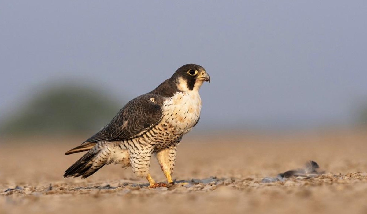 Birds | రావా.. ఇక రాబందులు! వేగంగా అంతరించిపోతున్న గద్దలు Birds | రావా.. ఇక రాబందులు! వేగంగా అంతరించిపోతున్న గద్దలు