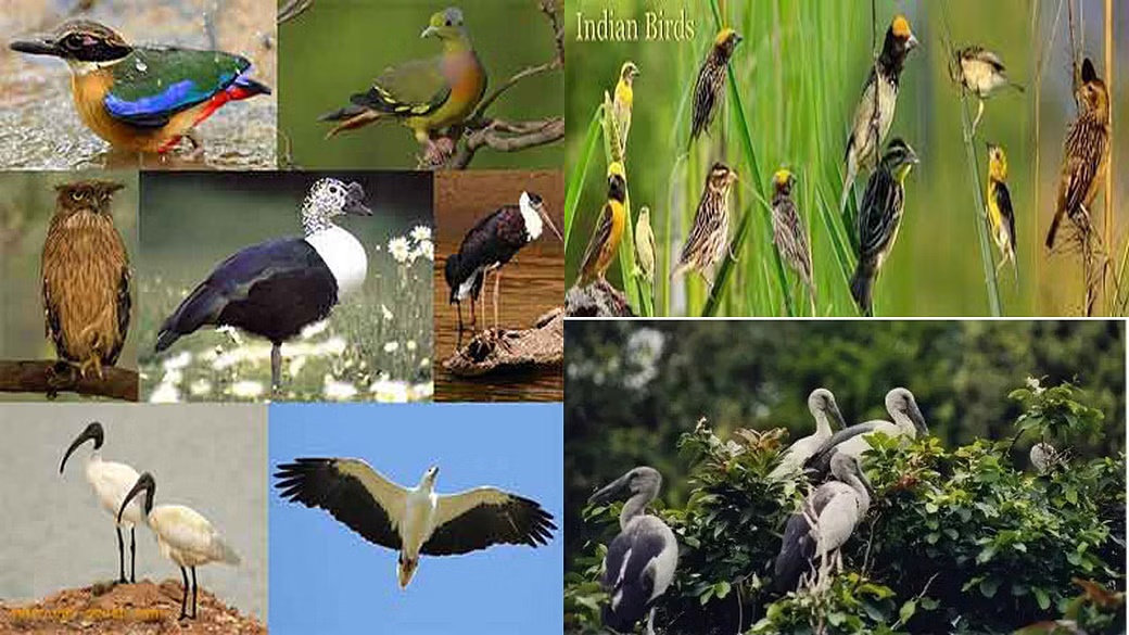 Birds | 78 రకాల.. పక్షి జాతుల ఉనికి భారత్లోనే! Birds | 78 రకాల.. పక్షి జాతుల ఉనికి భారత్లోనే!