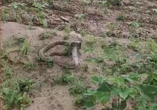 Cobra | రైతు హుకుం.. నాగుపాము జీ హుజూర్ Cobra | రైతు హుకుం.. నాగుపాము జీ హుజూర్