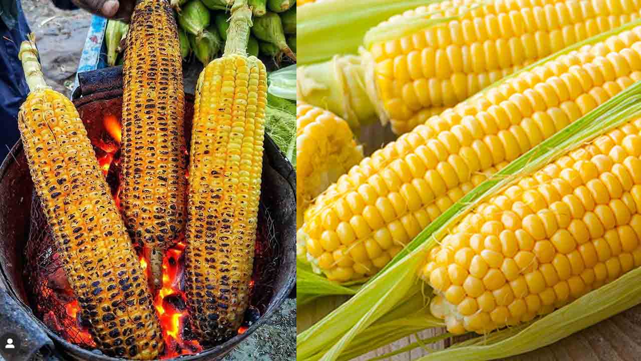 Health Tips | మొక్కజొన్న కంకులను.. డయాబెటిస్ ఉన్నవారు తినొచ్చా..? Health Tips | మొక్కజొన్న కంకులను.. డయాబెటిస్ ఉన్నవారు తినొచ్చా..?