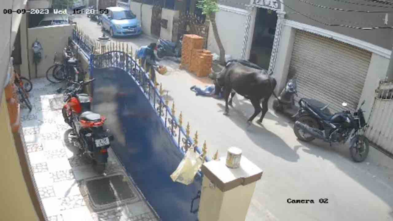 Viral Video | బాలికపై ఆవు దాడి.. కొమ్ములతో ఎత్తిపడేసి.. Viral Video | బాలికపై ఆవు దాడి.. కొమ్ములతో ఎత్తిపడేసి..