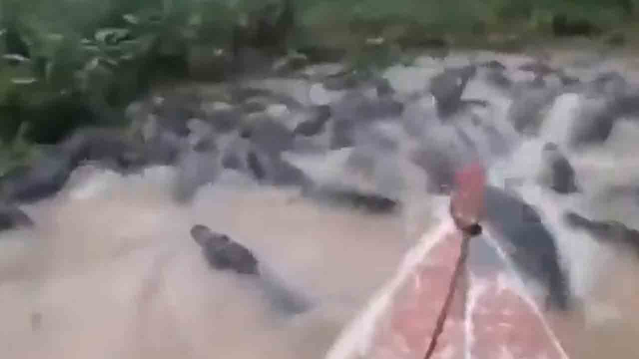 Viral Video | మొసళ్ల గుంపు మధ్య బోటు రైడ్.. వీడిదేం సాహసం రా బాబు..! Viral Video | మొసళ్ల గుంపు మధ్య బోటు రైడ్.. వీడిదేం సాహసం రా బాబు..!