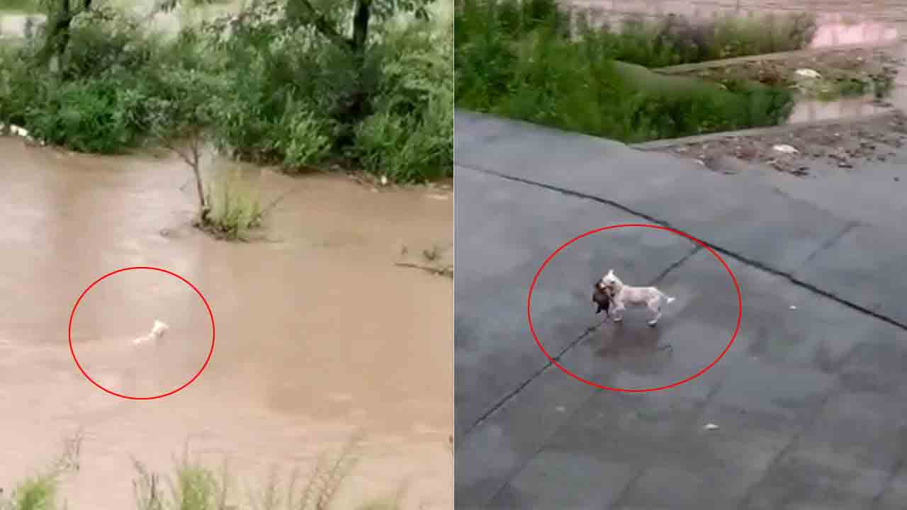 Viral Video | వరద నీటిలో కొట్టుకుపోయిన కుక్క పిల్ల.. ఎదురీది కాపాడిన తల్లి Viral Video | వరద నీటిలో కొట్టుకుపోయిన కుక్క పిల్ల.. ఎదురీది కాపాడిన తల్లి