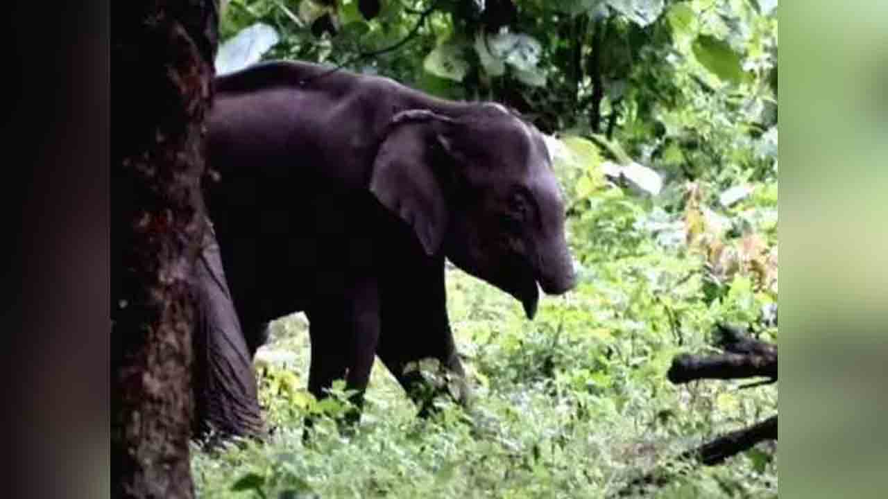 Elephant | కేర‌ళ అడ‌వుల్లో తొండెం లేని ఏనుగు ప్ర‌త్య‌క్షం..