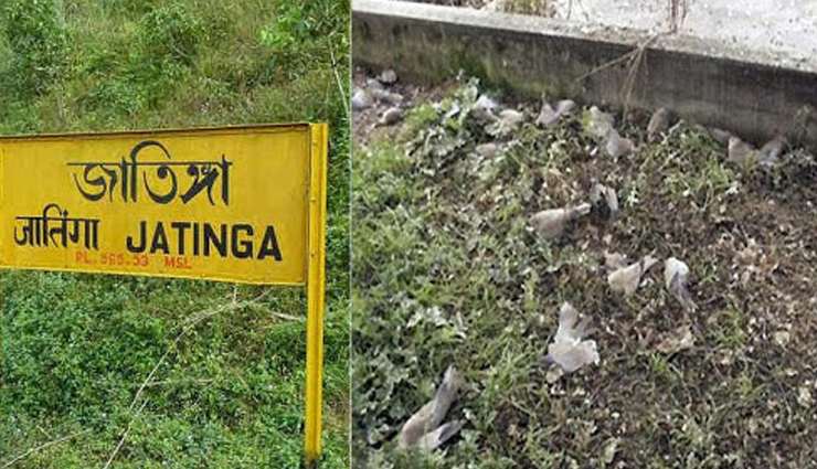Birds Sucide | వేల కొద్దీ పక్షులు ఆత్మార్పణ చేసుకునే ప్రదేశం.. అంతుబట్టని కారణాలు Birds Sucide | వేల కొద్దీ పక్షులు ఆత్మార్పణ చేసుకునే ప్రదేశం.. అంతుబట్టని కారణాలు