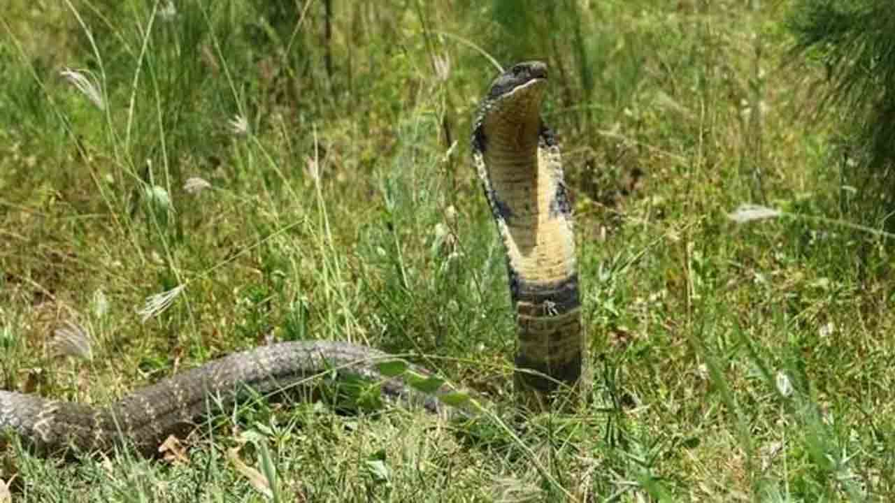 King Cobra | ఏపీలో 15 అడుగుల నాగుపాము కలకలం.. రైతుల పరుగులు King Cobra | ఏపీలో 15 అడుగుల నాగుపాము కలకలం.. రైతుల పరుగులు