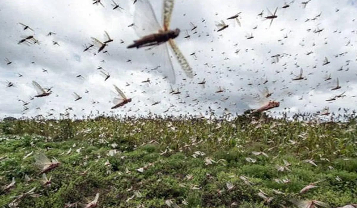 Locust attack | భారత్కు పొంచి ఉన్న మిడతల ముప్పు.. రాజస్థాన్ సరిహద్దున భారీ మొత్తంలో గుడ్లు Locust attack | భారత్కు పొంచి ఉన్న మిడతల ముప్పు.. రాజస్థాన్ సరిహద్దున భారీ మొత్తంలో గుడ్లు