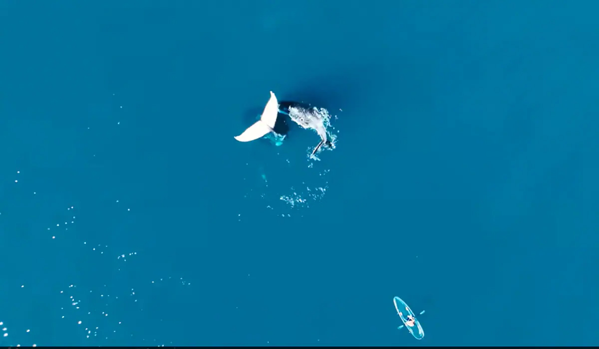 Whale | నడిసంద్రంలో తలకిందుల తపస్సు చేస్తున్న తిమింగళం.. వీడియో తీసిన యూట్యూబర్ Whale | నడిసంద్రంలో తలకిందుల తపస్సు చేస్తున్న తిమింగళం.. వీడియో తీసిన యూట్యూబర్