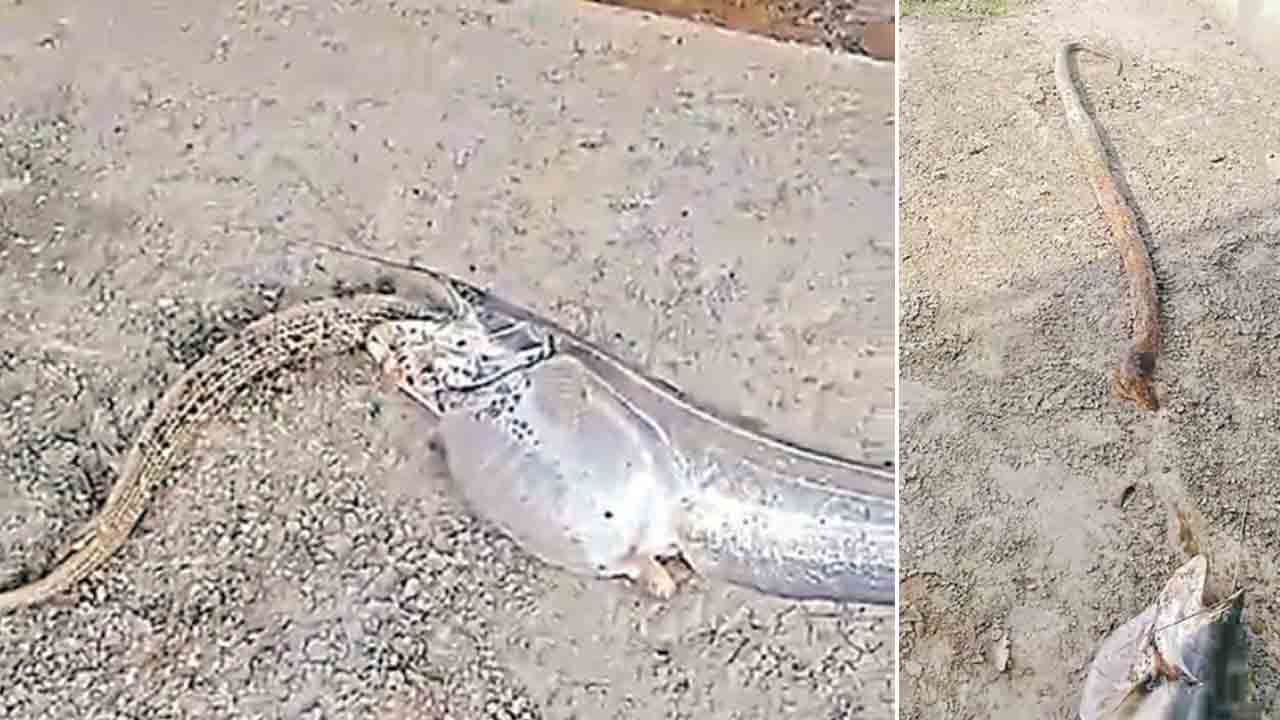 Viral | తాచుపామును మింగిన చేప.. క్షణాల్లోనే రెండూ చనిపోయాయి.. Viral | తాచుపామును మింగిన చేప.. క్షణాల్లోనే రెండూ చనిపోయాయి..