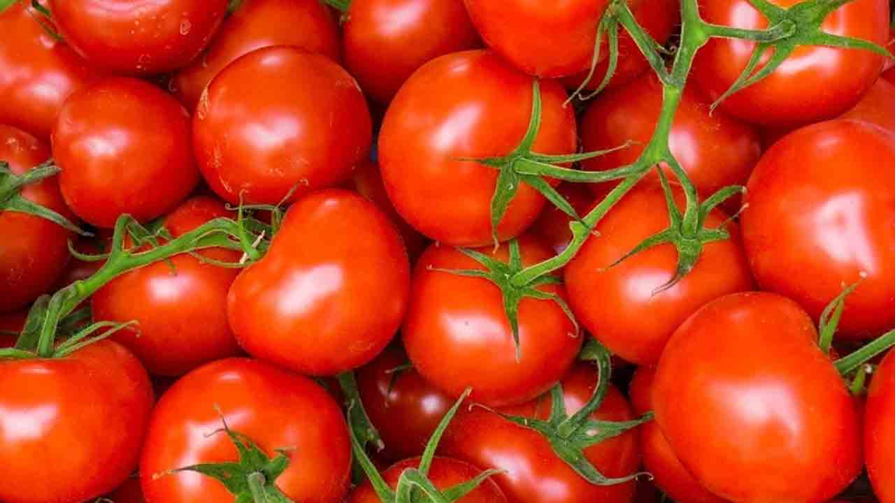 Tomato | టమాటాతో మగాళ్లకు బోలెడన్ని లాభాలు.. సంతానోత్పత్తి సామర్థ్యం పెరుగుతుందట..! Tomato | టమాటాతో మగాళ్లకు బోలెడన్ని లాభాలు.. సంతానోత్పత్తి సామర్థ్యం పెరుగుతుందట..!