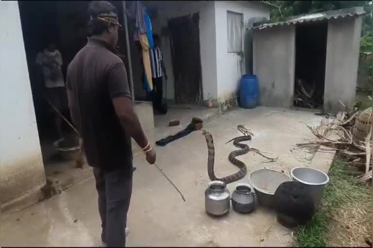 King Cobra | కోళ్ల గూట్లోకి దూరిన..13 అడుగుల గిరి నాగు.. King Cobra | కోళ్ల గూట్లోకి దూరిన..13 అడుగుల గిరి నాగు..
