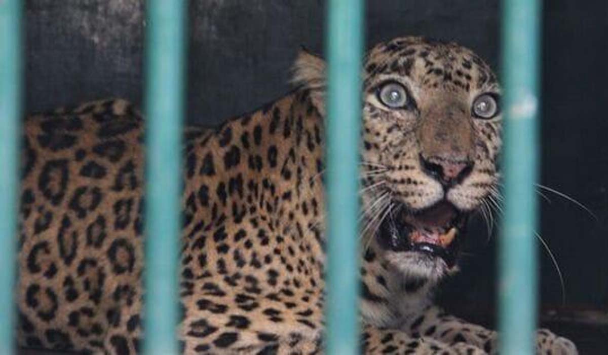 Cheetah | తిరుమల మెట్ల మార్గంలో బోనులో చిక్కిన చిరుత.. ఎస్వీ జూకు తరలింపు..! Cheetah | తిరుమల మెట్ల మార్గంలో బోనులో చిక్కిన చిరుత.. ఎస్వీ జూకు తరలింపు..!