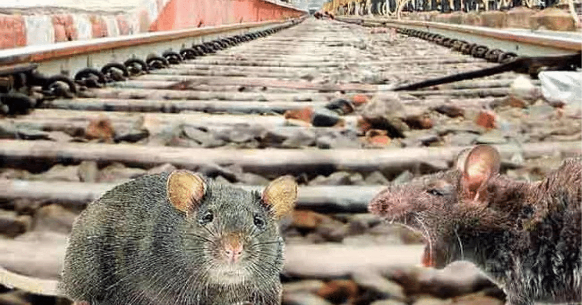 Rats | ఎలుకల్ని పట్టేందుకు 69 లక్షలు! Rats | ఎలుకల్ని పట్టేందుకు 69 లక్షలు!