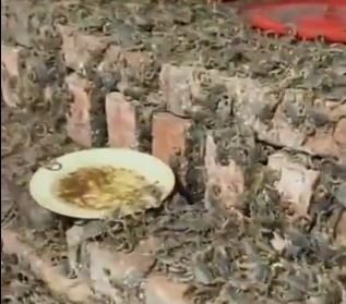 Scorpion Farming | తేళ్ల వ్యవసాయం.. విషం లీటరు 82 కోట్లకు పైనే Scorpion Farming | తేళ్ల వ్యవసాయం.. విషం లీటరు 82 కోట్లకు పైనే