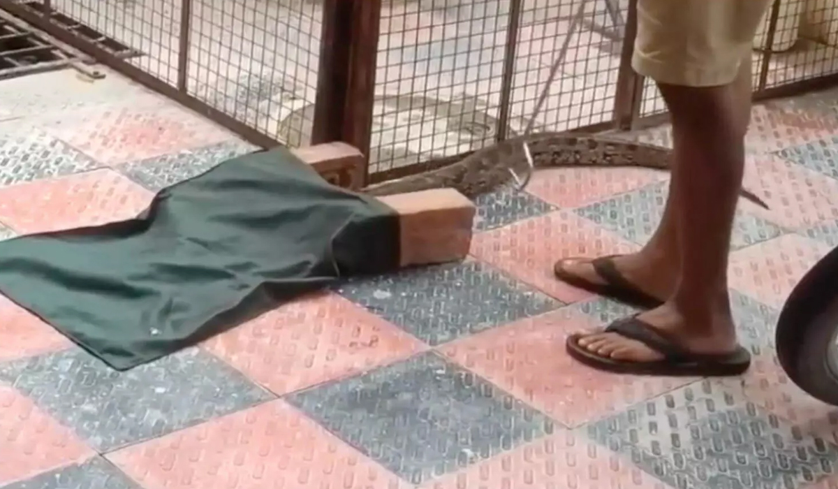 Python | బాచుపల్లిలో భారీ కొండచిలువ.. భయాందోళనకు గురైన స్థానికులు Python | బాచుపల్లిలో భారీ కొండచిలువ.. భయాందోళనకు గురైన స్థానికులు