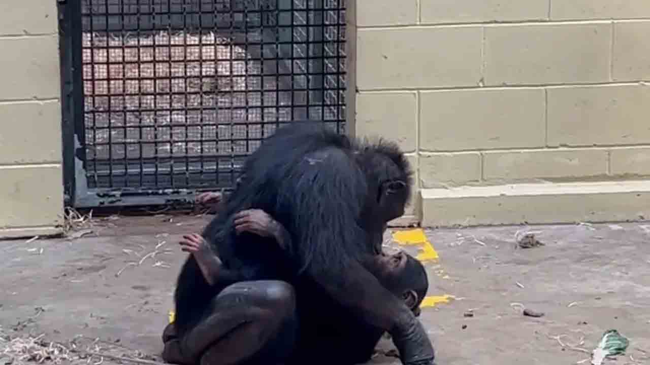 Viral Video | చింపాంజికి పాము కాటు.. తల్లడిల్లిన తల్లి ‘సమంత’ Viral Video | చింపాంజికి పాము కాటు.. తల్లడిల్లిన తల్లి ‘సమంత’