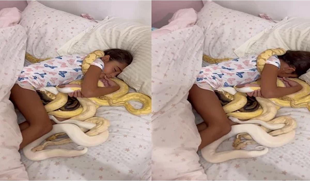 Little Girl | బెడ్పై పాకుతున్న పాములు.. వాటి ఒడిలో హాయిగా పడుకున్న చిన్నారి.. Little Girl | బెడ్పై పాకుతున్న పాములు.. వాటి ఒడిలో హాయిగా పడుకున్న చిన్నారి..