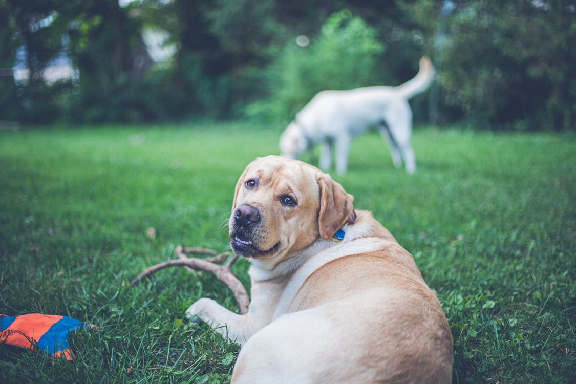 Labrador Retriever