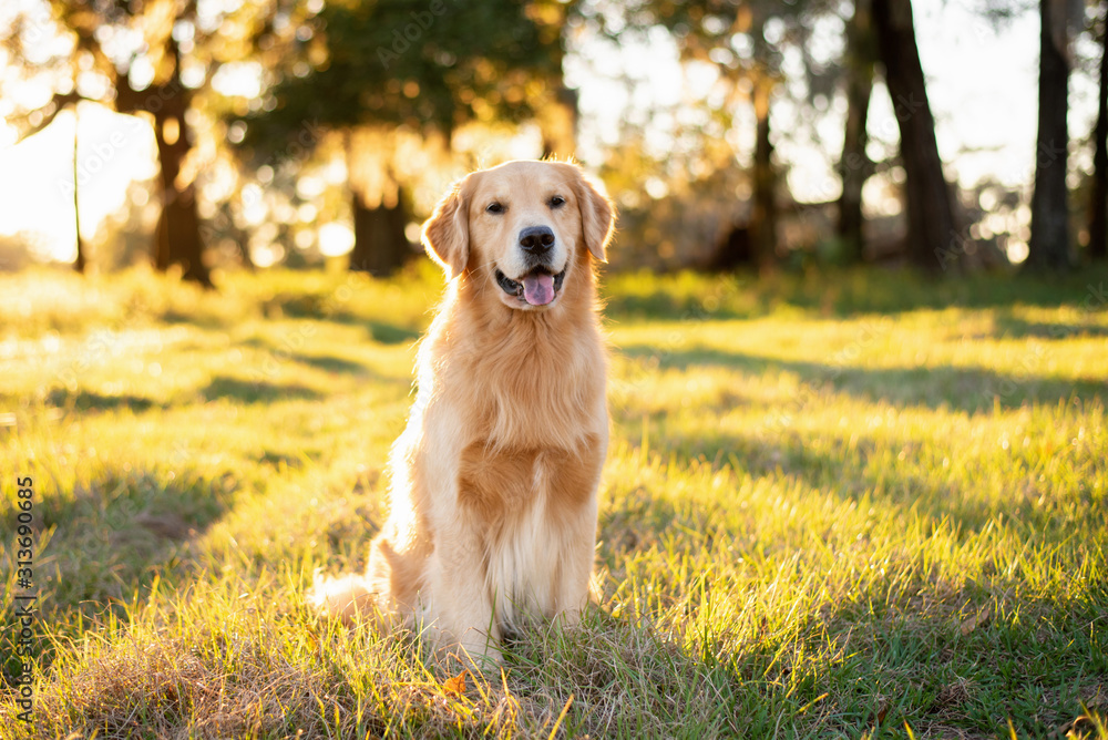 Golden Retriever