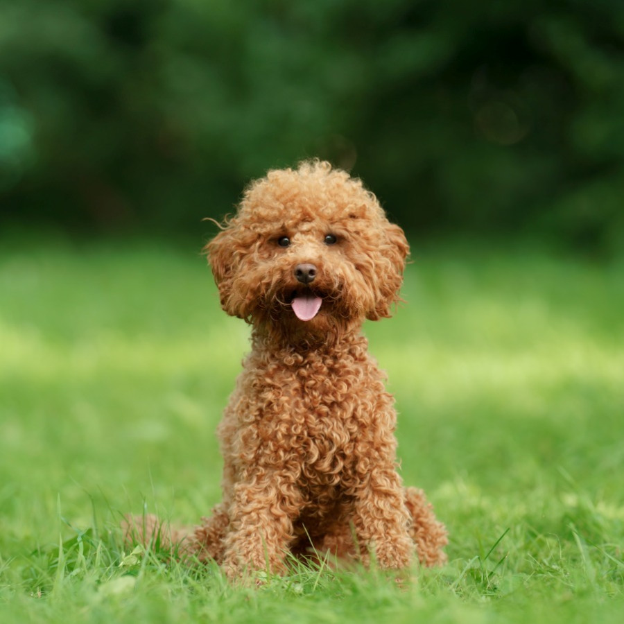 Poodle