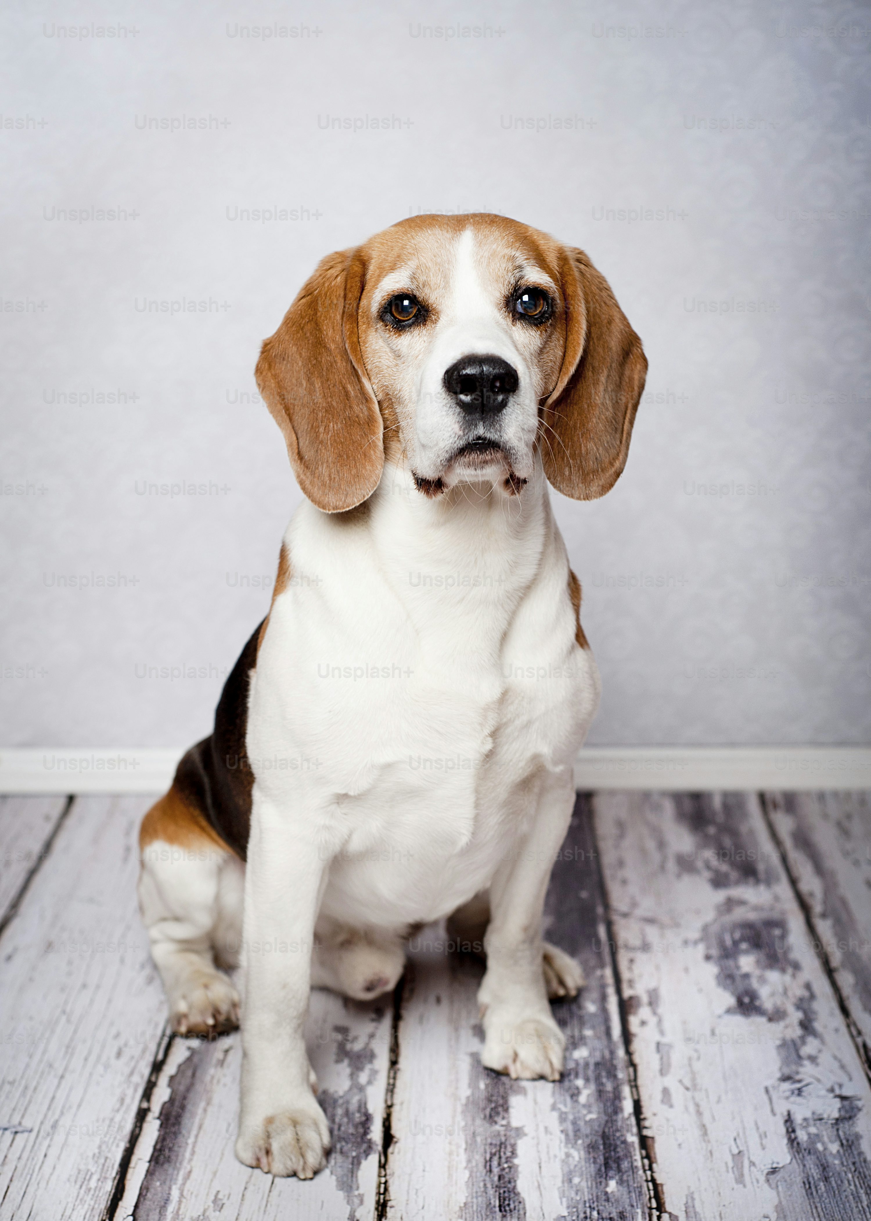 Beagle