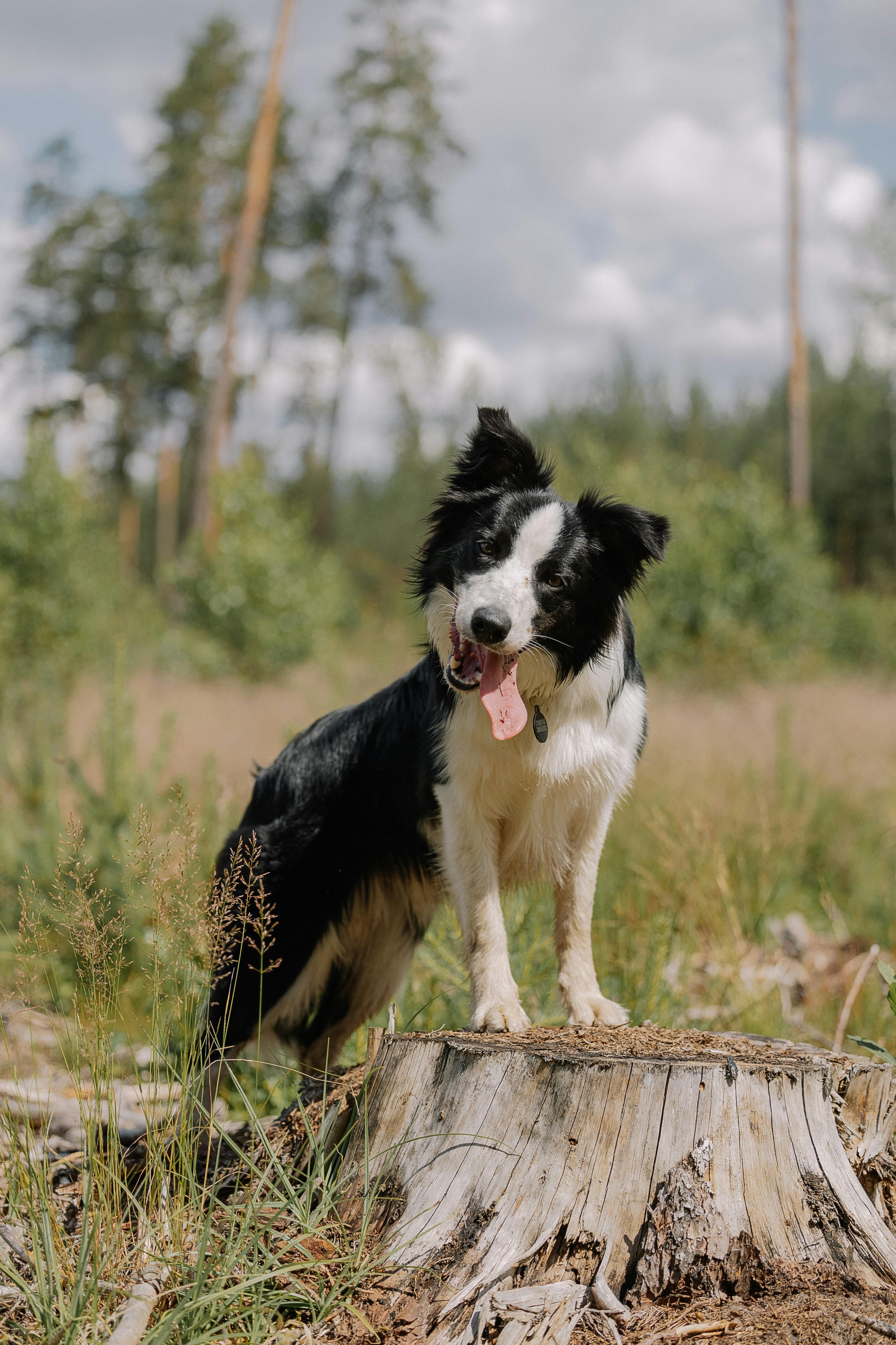 Border Collie