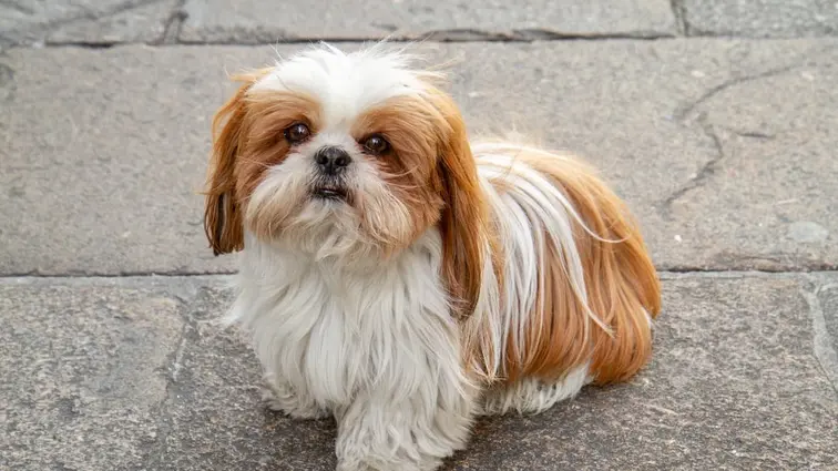 Shih Tzu