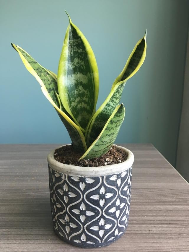 The Snake Plant