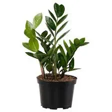 ZZ Plant (Zamioculcas zamiifolia)