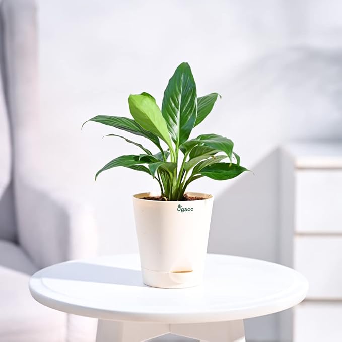 Peace Lily (Spathiphyllum)