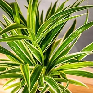 Spider Plant (Chlorophytum comosum)