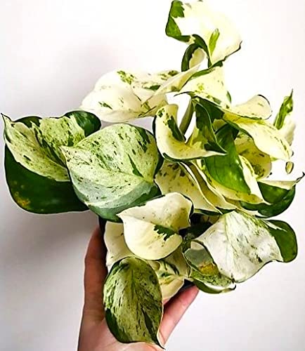 Pothos (Epipremnum aureum)