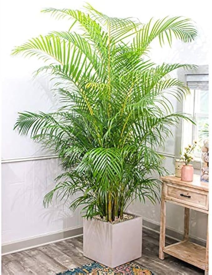 Areca Palm (Dypsis lutescens)