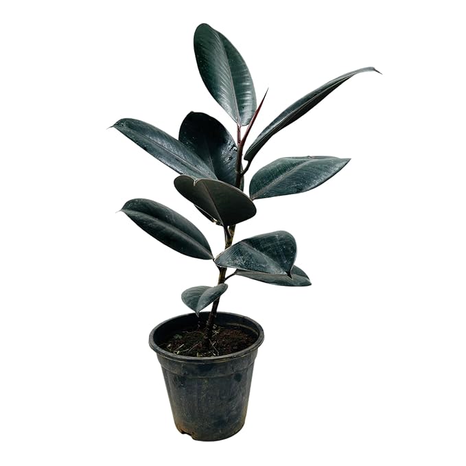 Rubber Plant (Ficus elastica)