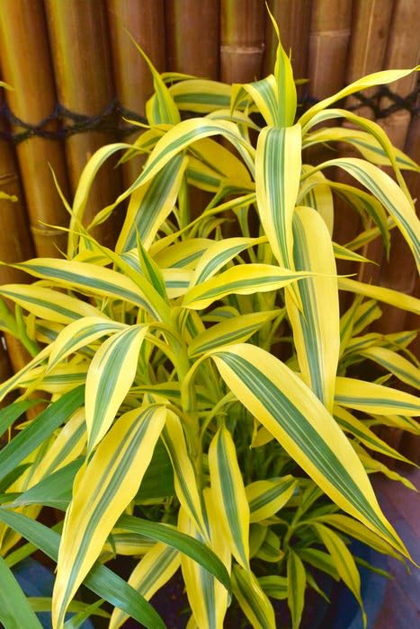 Lucky Bamboo (Dracaena sanderiana)