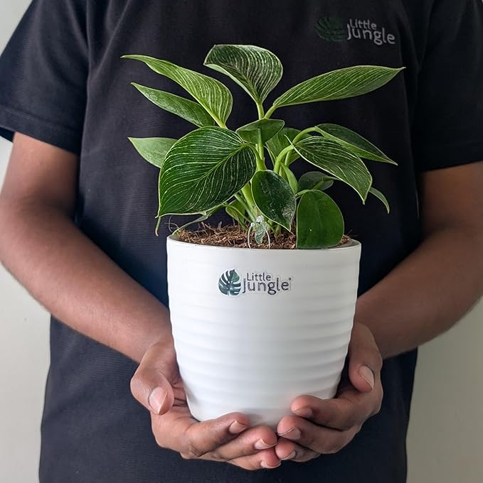 Philodendron
