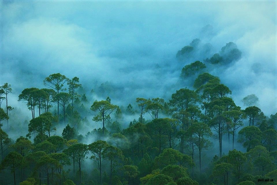 Fog covering most of the part of green forest covered with green tree during the monsoon season