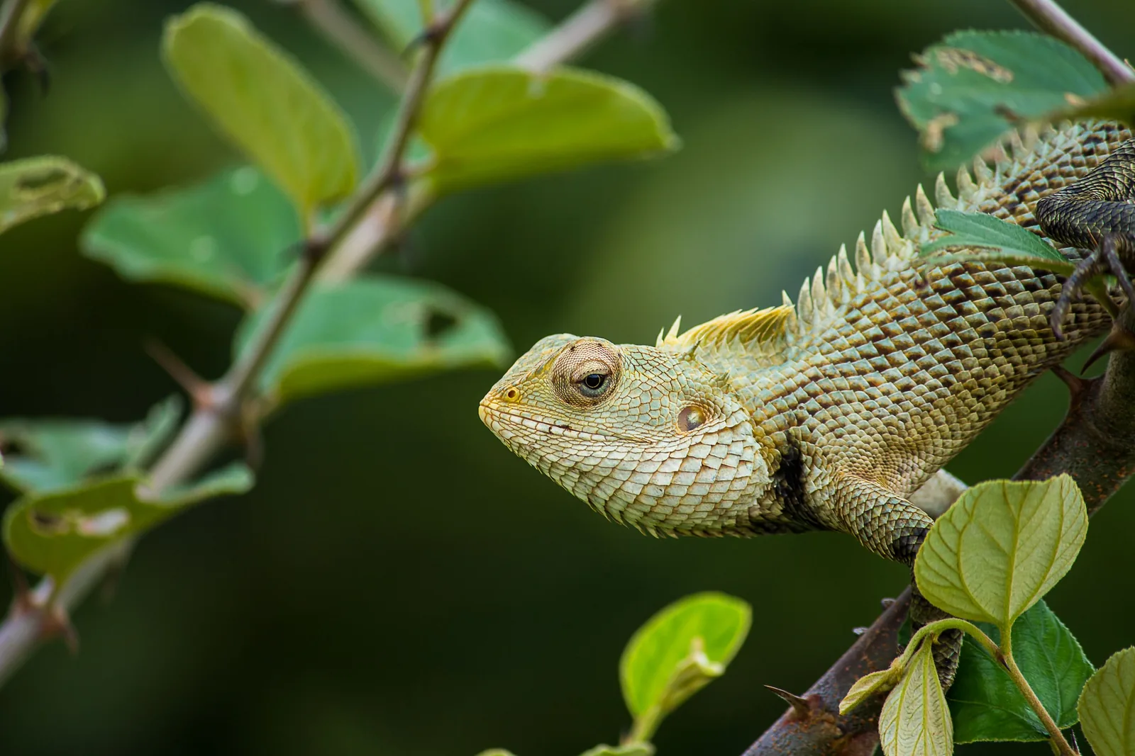 Biodiversity reserve