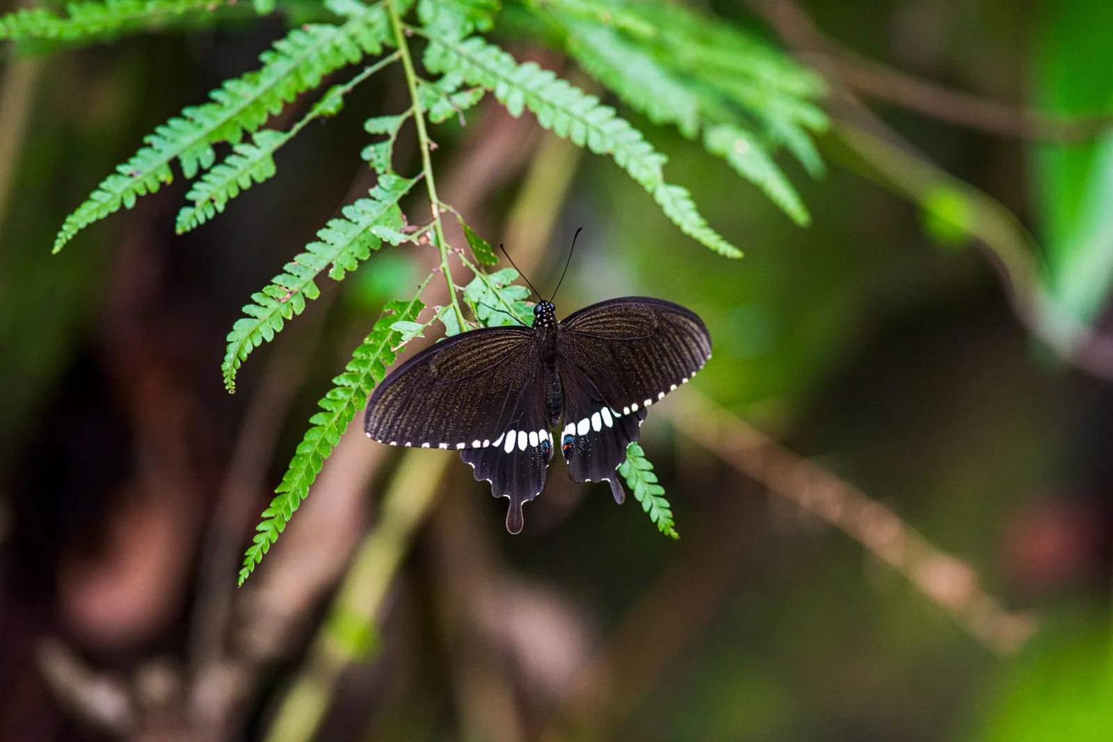 Student led conservation efforts