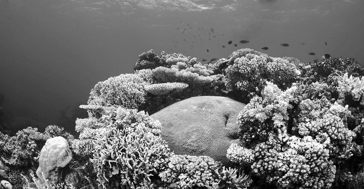 Single delight- Coral island with lunch